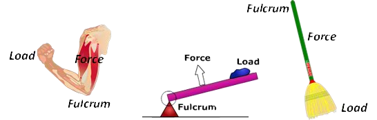 ️ Lever systems in the body. What are some examples of levers in the