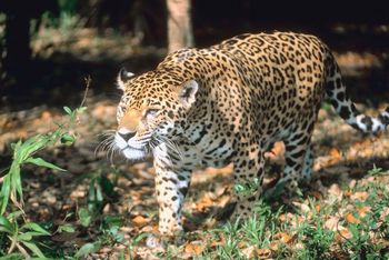 What do jaguars eat in the rainforest?