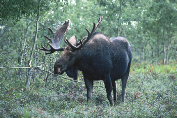 Moose