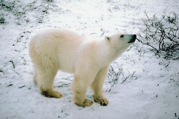 Polar Bear