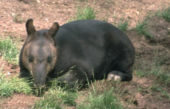 Tapir