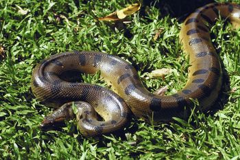 Anaconda in south america