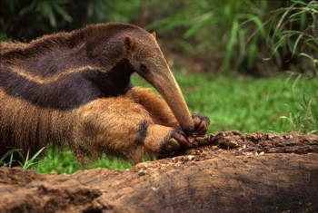 Anteater Facts
