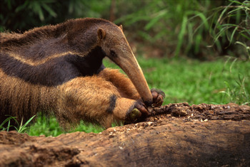 Anteater