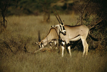 Antelope