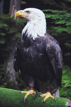 Bald Eagle