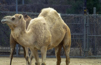 Camel