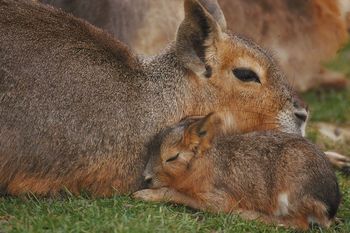 Capybara