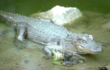 Crocodile