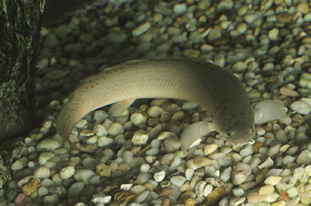 Electric Eel