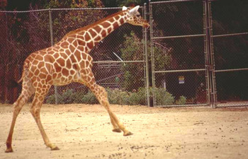 Giraffe