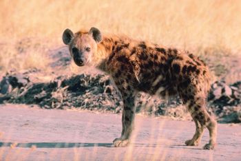 Hyena