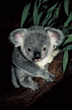 Koala