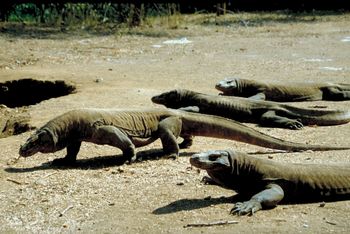 komodo dragon facts