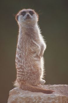 Meerkat