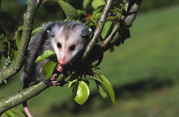 Opossum