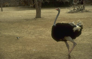 Ostrich