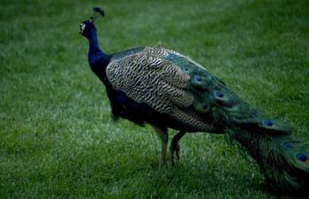 Peacock