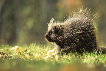 Porcupine