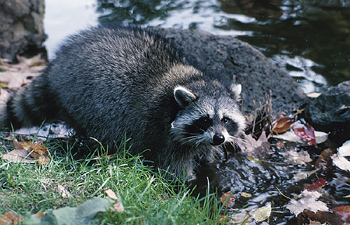 Raccoon