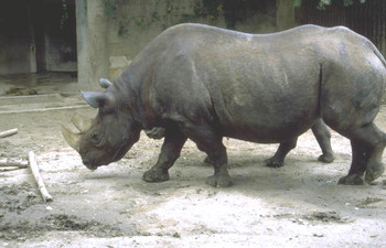 Rhinoceros Facts