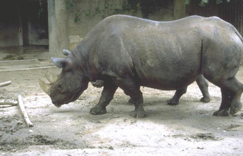 Rhinoceros