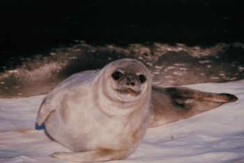 Seal