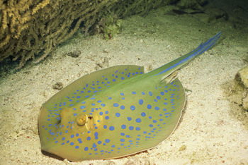 Stingray