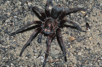 Tarantula