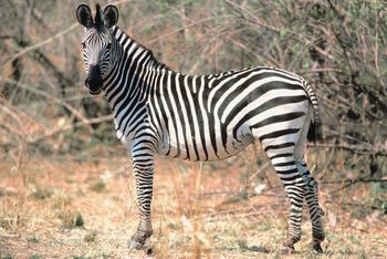 Zebra